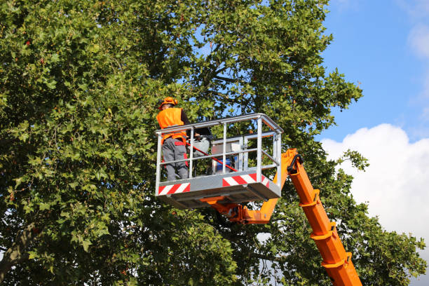 Best Tree Disease Treatment  in Avon, IN